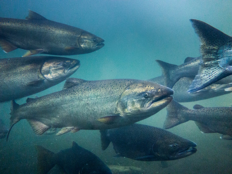 Chinook Salmon Underwater