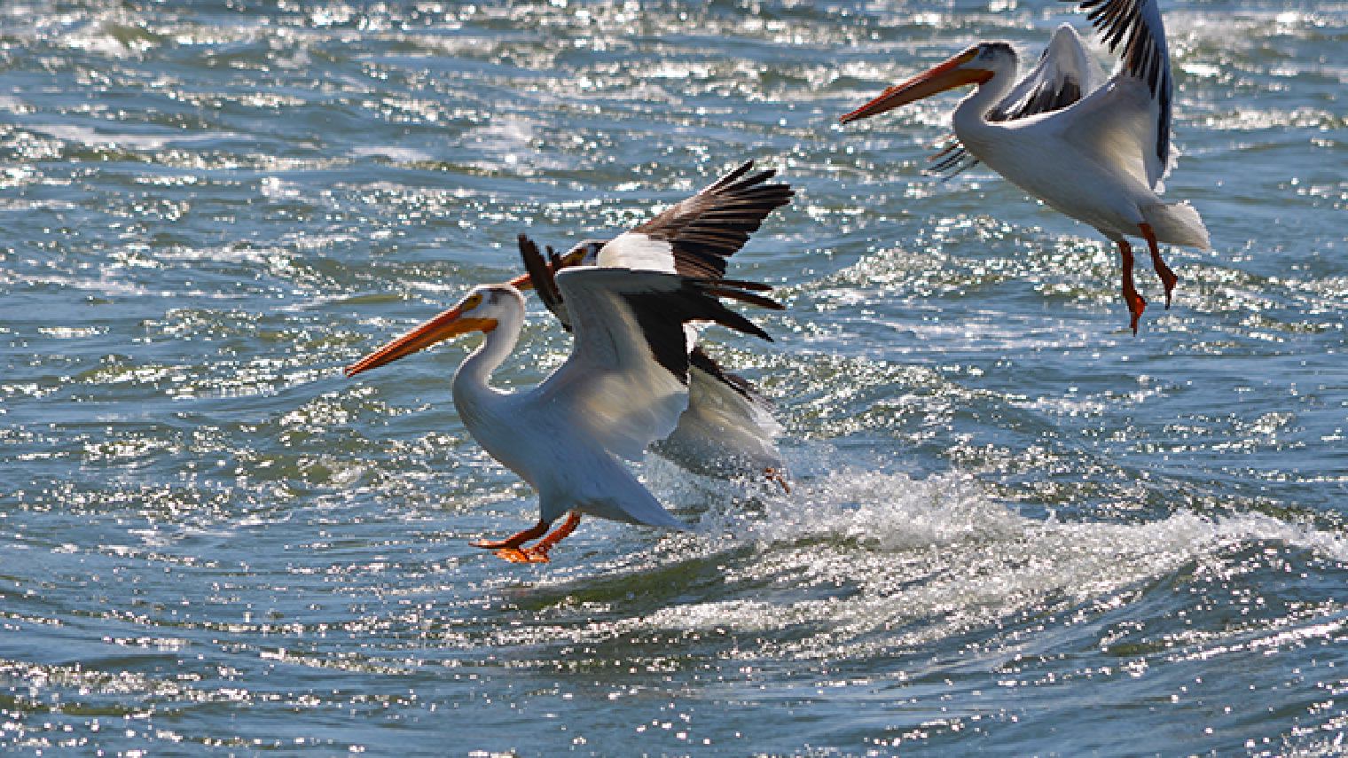 pelicans flying towards water